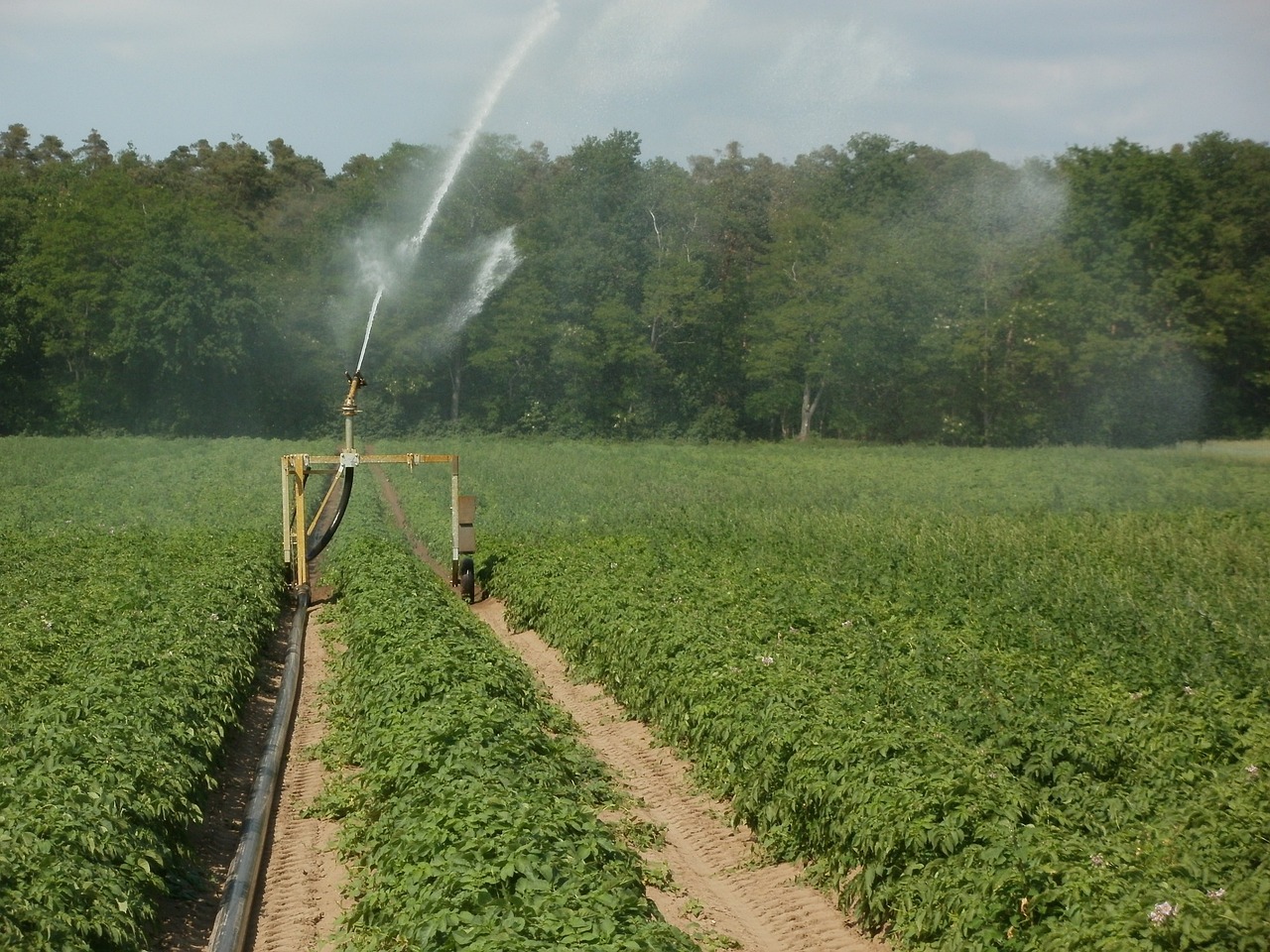 potato, fields, irrigation-839469.jpg